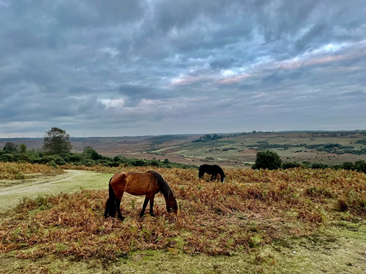 Arniss Farm - In the heart of the New Forest